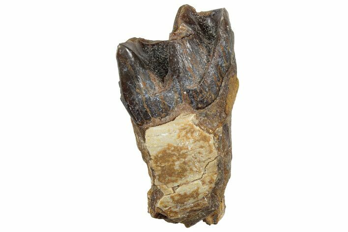 Fossil Running Rhino (Hyracodon) Jaw Section - South Dakota #300399